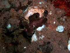 Nudiantennarius subteres