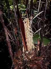 Astrocaryum paramaca