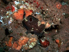 Nudiantennarius subteres