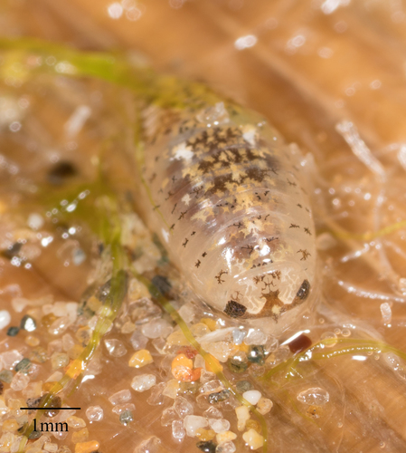 Cirolanidae