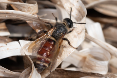 Colpa quinquecincta