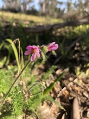 Pelargonium hirtum