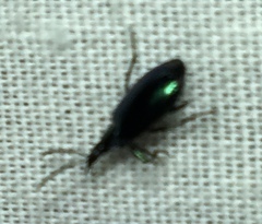 Lebia viridis