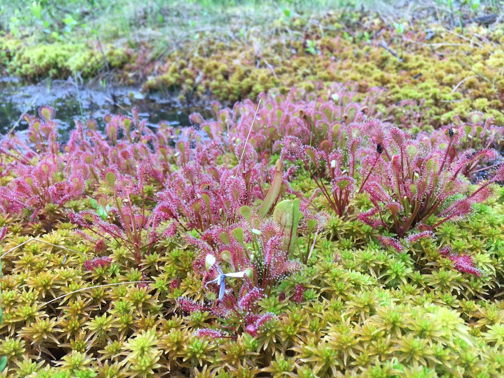 Spoonleaf × Round-leaved Sundew