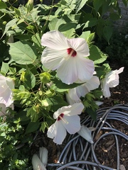 Hibiscus laevis