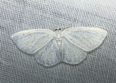 Cabera variolaria