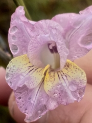 Gladiolus mutabilis