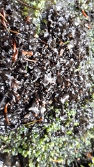 Peltigera hydrothyria