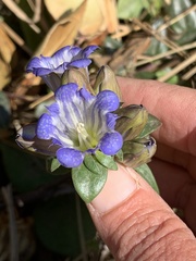 Gentiana affinis