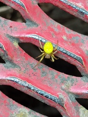 Araniella opisthographa