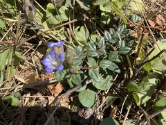 Gentiana affinis