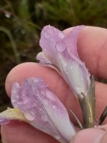 Image of Gladiolus mutabilis by (c) kevin koen, some rights reserved (CC BY-SA)