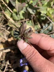 Gentiana affinis