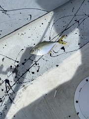 Chloroscombrus chrysurus