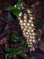 Astrocaryum paramaca