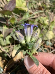 Gentiana affinis