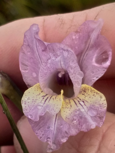 Image of Brownies (Gladiolus mutabilis) by (c) kevin koen, some rights reserved (CC BY-SA)