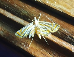 Parapoynx villidalis