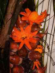 Astrocaryum paramaca