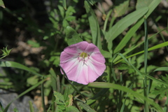 Convolvulus chinensis