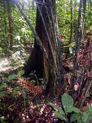 Astrocaryum sciophilum