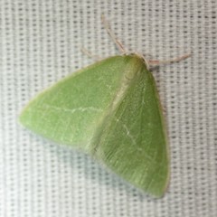 Synchlora faseolaria