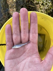 Percopsis omiscomaycus