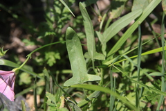 Convolvulus chinensis