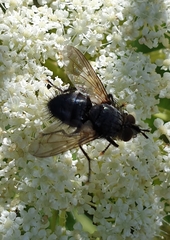 Eurithia anthophila