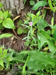 Misopates