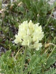 Oxytropis sericea