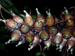 Astrocaryum sciophilum