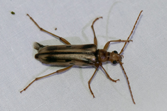 Ortholeptura valida