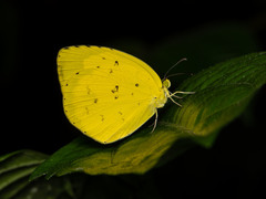 Eurema hecabe hecabe