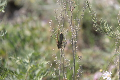 Gampsocleis sedakovii