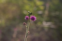 Mimosa diplotricha