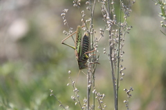 Gampsocleis sedakovii