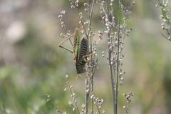 Gampsocleis sedakovii