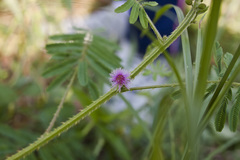 Mimosa diplotricha