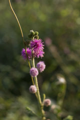 Mimosa diplotricha
