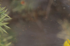 Tetranychus lintearius