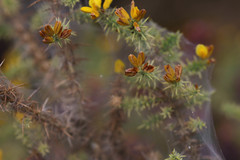 Tetranychus lintearius