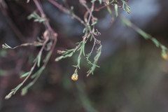 Hypericum linariifolium