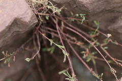 Hypericum linariifolium