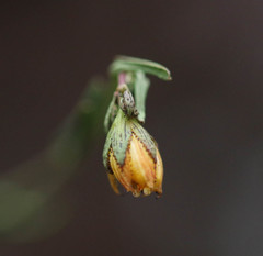 Hypericum linariifolium