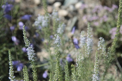 Veronica pinnata