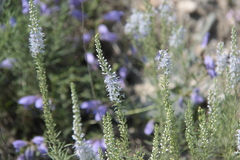 Veronica pinnata