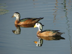 Nettapus auritus