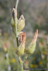 Malacothamnus orbiculatus