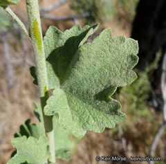Malacothamnus orbiculatus
